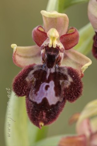 Ophrys x pantaliciensis Kolmüller, Riech. & Schöb. 1991