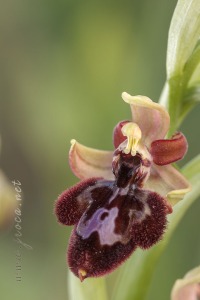 Ophrys x pantaliciensis Kolmüller, Riech. & Schöb. 1991