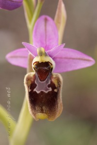 Ophrys x peltieri Maire
