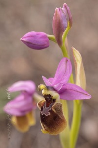 Ophrys x peltieri Maire