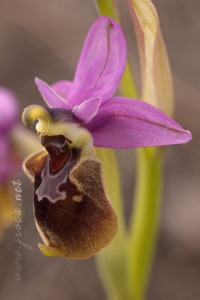 Ophrys x peltieri Maire