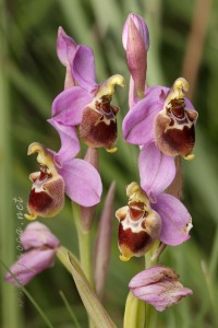 Ophrys x turiana J.E. Arnold   2009