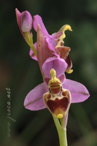 Ophrys x turiana J.E. Arnold   2009