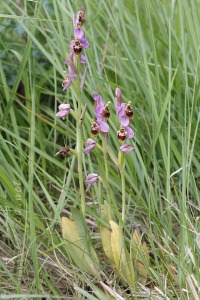 Ophrys x turiana J.E. Arnold 2009