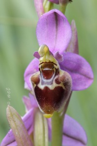 Ophrys x turiana J.E. Arnold   2009