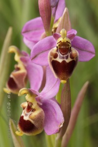 Ophrys x turiana J.E. Arnold   2009