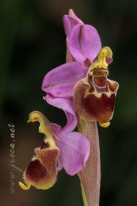 Ophrys x turiana J.E. Arnold   2009