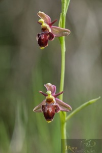 Ophrys x zubiae C.E. Hermos. & Tabuenca
