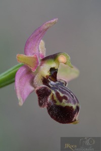 Ophrys x zubiae C.E. Hermos. & Tabuenca
