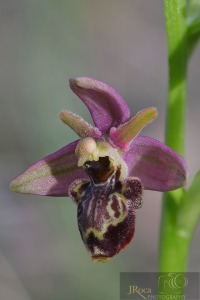 Ophrys x zubiae C.E. Hermos. & Tabuenca