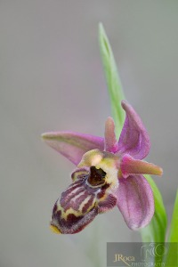 Ophrys x zubiae C.E. Hermos. & Tabuenca