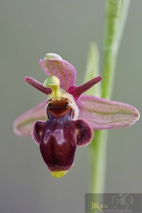 Ophrys x zubiae C.E. Hermos. & Tabuenca
