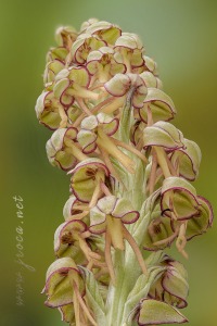 Orchis anthropophora (L.) All.