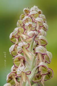 Orchis anthropophora (L.) All.
