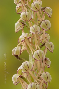 Orchis anthropophora (L.) All.