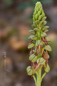 Orchis anthropophora (L.) All.