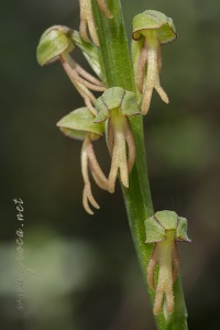 Orchis anthropophora (L.) All.