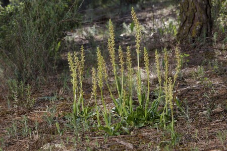 Orchis anthropophora (L.) All.