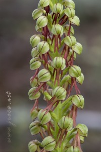 Orchis anthropophora (L.) All.