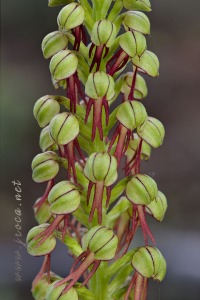 Orchis anthropophora (L.) All.