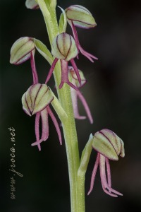 Orchis anthropophora (L.) All.
