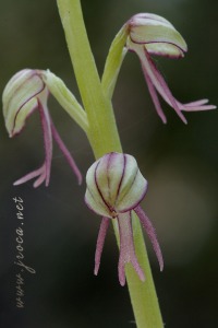 Orchis anthropophora (L.) All.