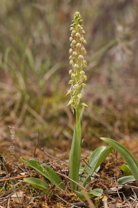 Orchis anthropophora (L.) All.