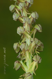 Orchis anthropophora (L.) All.