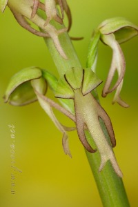 Orchis anthropophora (L.) All.