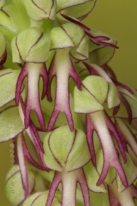 Orchis anthropophora (L.) All.