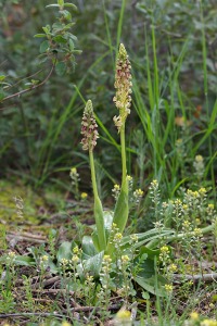 Orchis anthropophora (L.) All.
