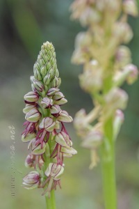 Orchis anthropophora (L.) All.