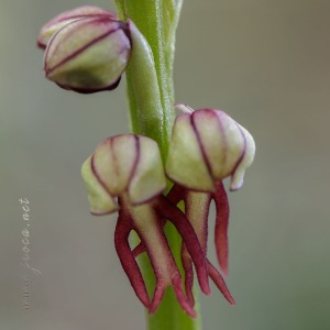 Orchis anthropophora (L.) All.