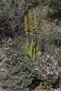 Orchis anthropophora (L.) All.