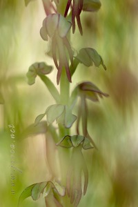 Orchis anthropophora (L.) All.
