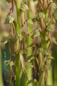 Orchis anthropophora (L.) All.