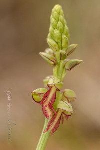 Orchis anthropophora (L.) All.