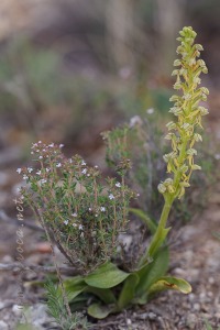 Orchis anthropophora (L.) All.