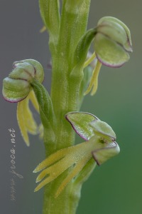 Orchis anthropophora (L.) All.