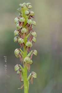 Orchis anthropophora (L.) All.