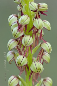 Orchis anthropophora (L.) All.