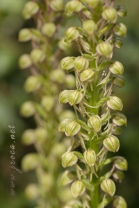 Orchis anthropophora (L.) All.