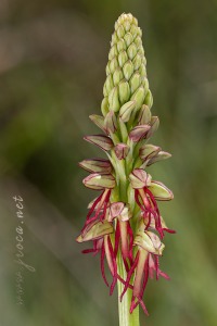 Orchis anthropophora (L.) All.