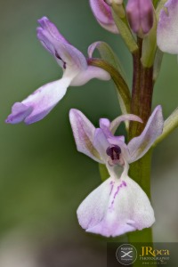 Orchis patens subsp. canariensis (Lindl.) Asch. & Graebn.