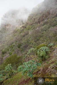 Cerca de Santiago del Teide