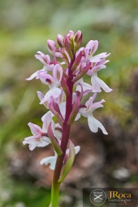 Orchis patens subsp. canariensis (Lindl.) Asch. & Graebn.