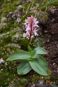 Orchis patens subsp. canariensis (Lindl.) Asch. & Graebn.