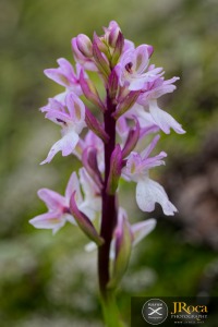 Orchis patens subsp. canariensis (Lindl.) Asch. & Graebn.