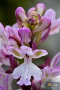Orchis patens subsp. canariensis (Lindl.) Asch. & Graebn.
