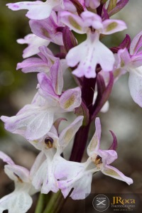 Orchis patens subsp. canariensis (Lindl.) Asch. & Graebn.